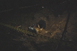6.25 전사자 유해발굴 (동해 망상동) 대표 이미지